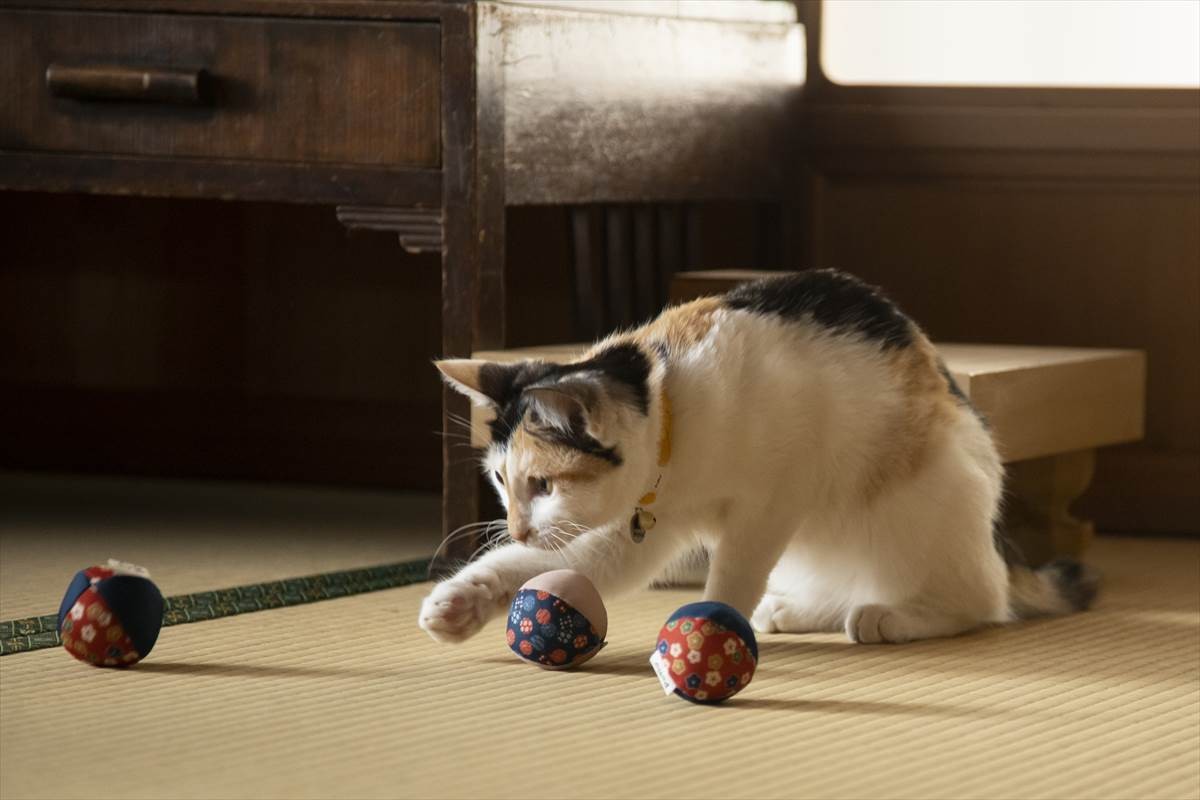 猫の日に猫まみれ！　古川雄輝『ねこ物件』、究極の癒やしの猫画像22点公開　予告も到着