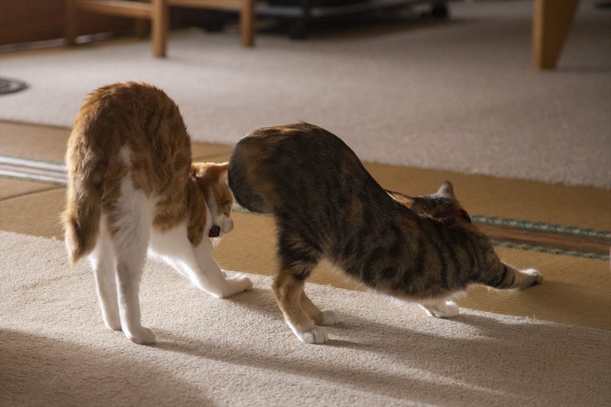 猫の日に猫まみれ！　古川雄輝『ねこ物件』、究極の癒やしの猫画像22点公開　予告も到着