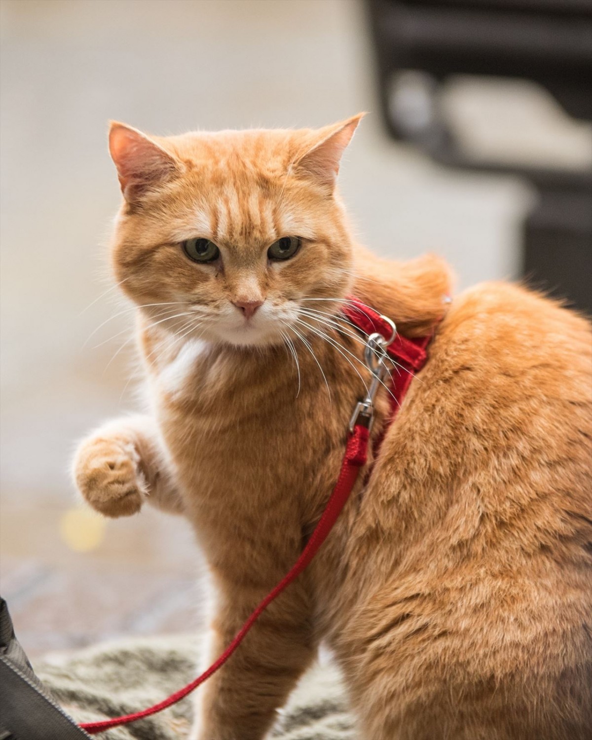 ボブのサンタコスがかわいい！ 『ボブという名の猫2』新カット解禁