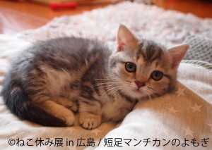 「ねこ休み展」3年ぶりに広島で開催！