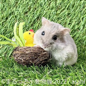 20220414＿「まるっと小動物展 2022」