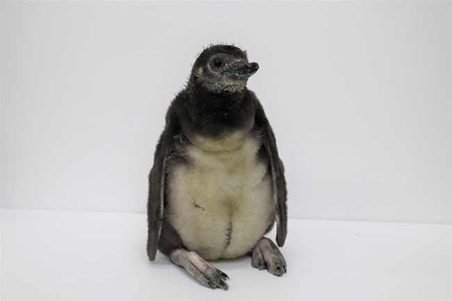 東京 すみだ水族館で ペンギンの赤ちゃん 3羽誕生 6月下旬以降プールデビューへ 22年5月15日 写真 おでかけ クランクイン トレンド 東京 すみだ水族館で ペンギンの赤ちゃん 3羽誕生 6月下旬以降プールデビューへ 22年5月15日 写真 おでかけ クランクイン トレンド