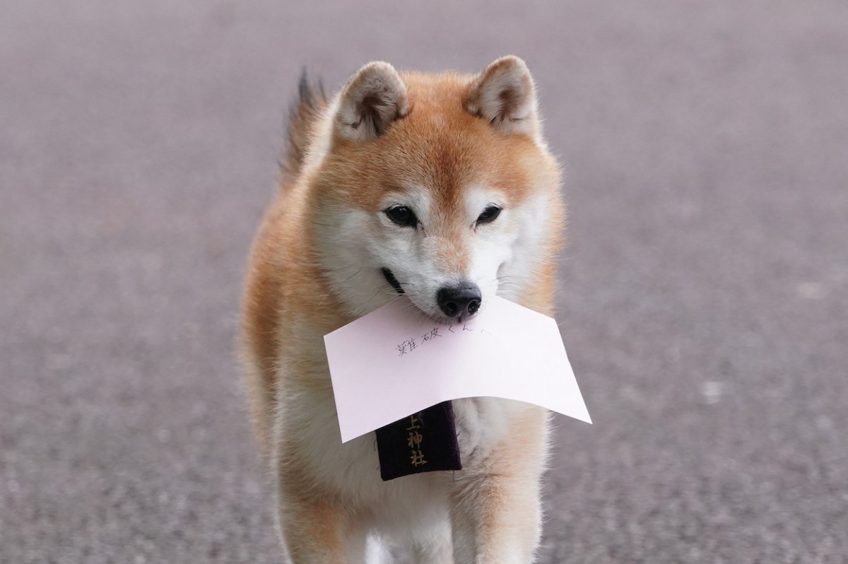 『ナンバMG5』特別編　剛の愛犬・松が家出　1通の“手紙”をめぐる騒動を巻き起こす