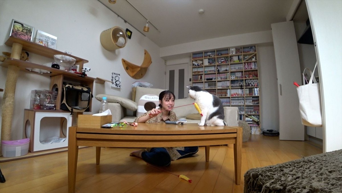 橋本環奈、サンシャイン池崎の自宅で愛猫と対面！　『嗚呼!!みんなの動物園』今夜放送