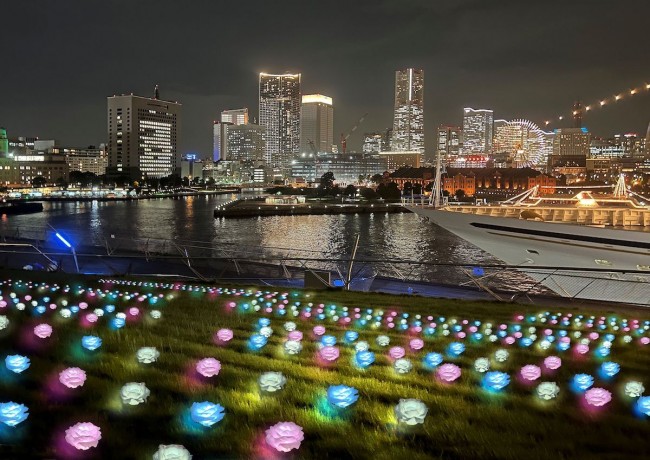 横浜・大さん橋で“イルミネーション”開催！　バラに光が灯る“光のローズガーデン”が登場