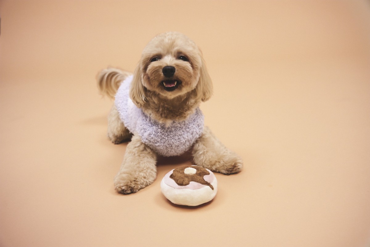 「GELATO PIQUE CAT＆DOG」202210