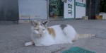 映画『猫たちのアパートメント』場面写真