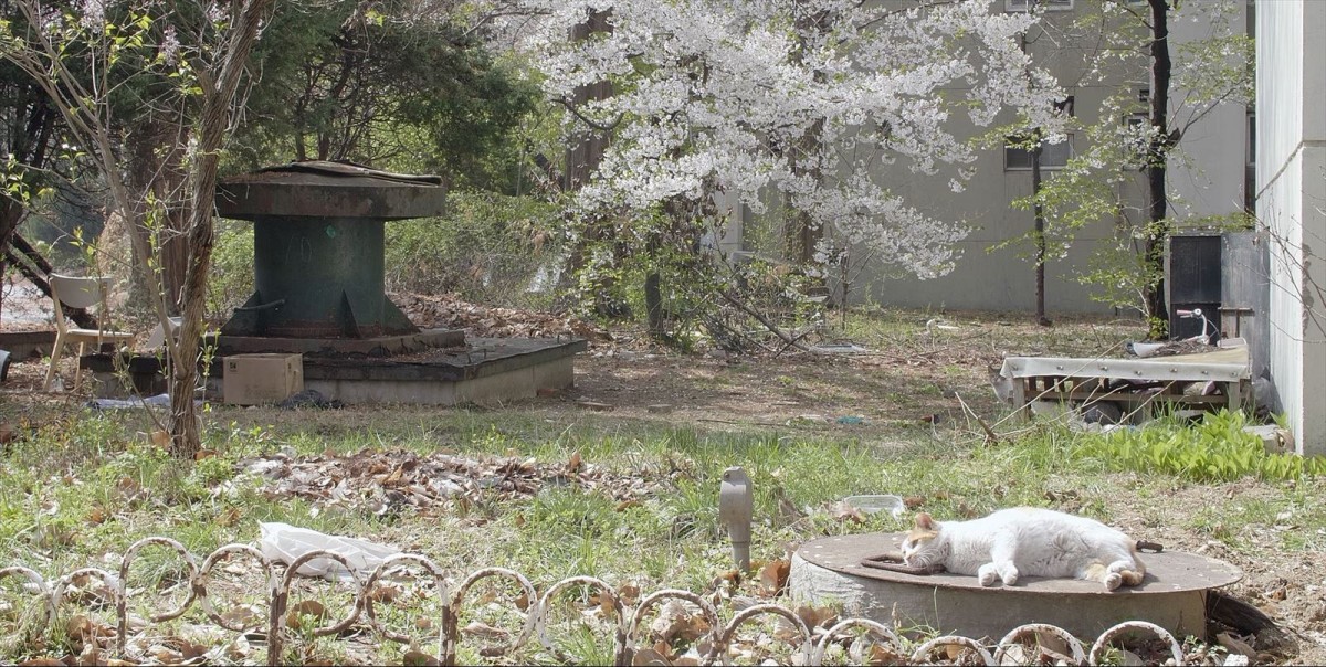 ノラ猫250匹のお引越し大作戦『猫たちのアパートメント』、角田光代、坂本美雨ら著名人コメント到着