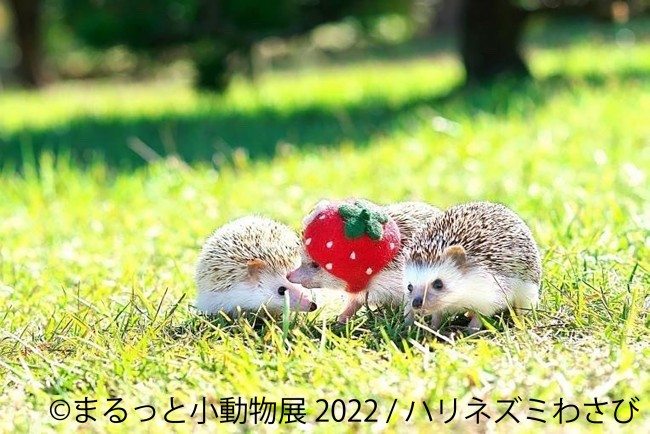 名古屋で まるっと小動物展 22 開催 まるっと かわいい小動物作品が大集結 22年4月16日 写真 イベント クランクイン トレンド 名古屋で まるっと小動物展 22 開催 まるっと かわいい小動物作品が大集結 22年4月16日 写真 イベント クランクイン トレンド
