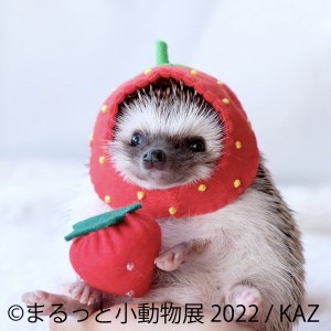 名古屋で「まるっと小動物展 2022」開催！ “まるっと”かわいい小動物作品が大集結
