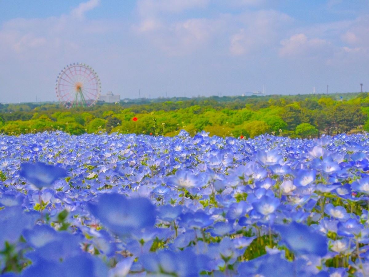 『じゃらん』一度は行ってみたい花絶景ランキング