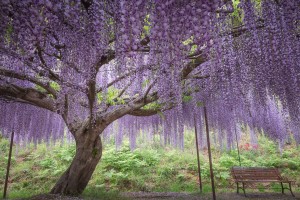 『じゃらん』一度は行ってみたい花絶景ランキング