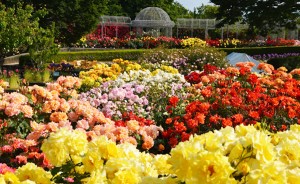 小田原フラワーガーデンで360本のバラを堪能！　入園無料の「春のローズフェスタ」開催