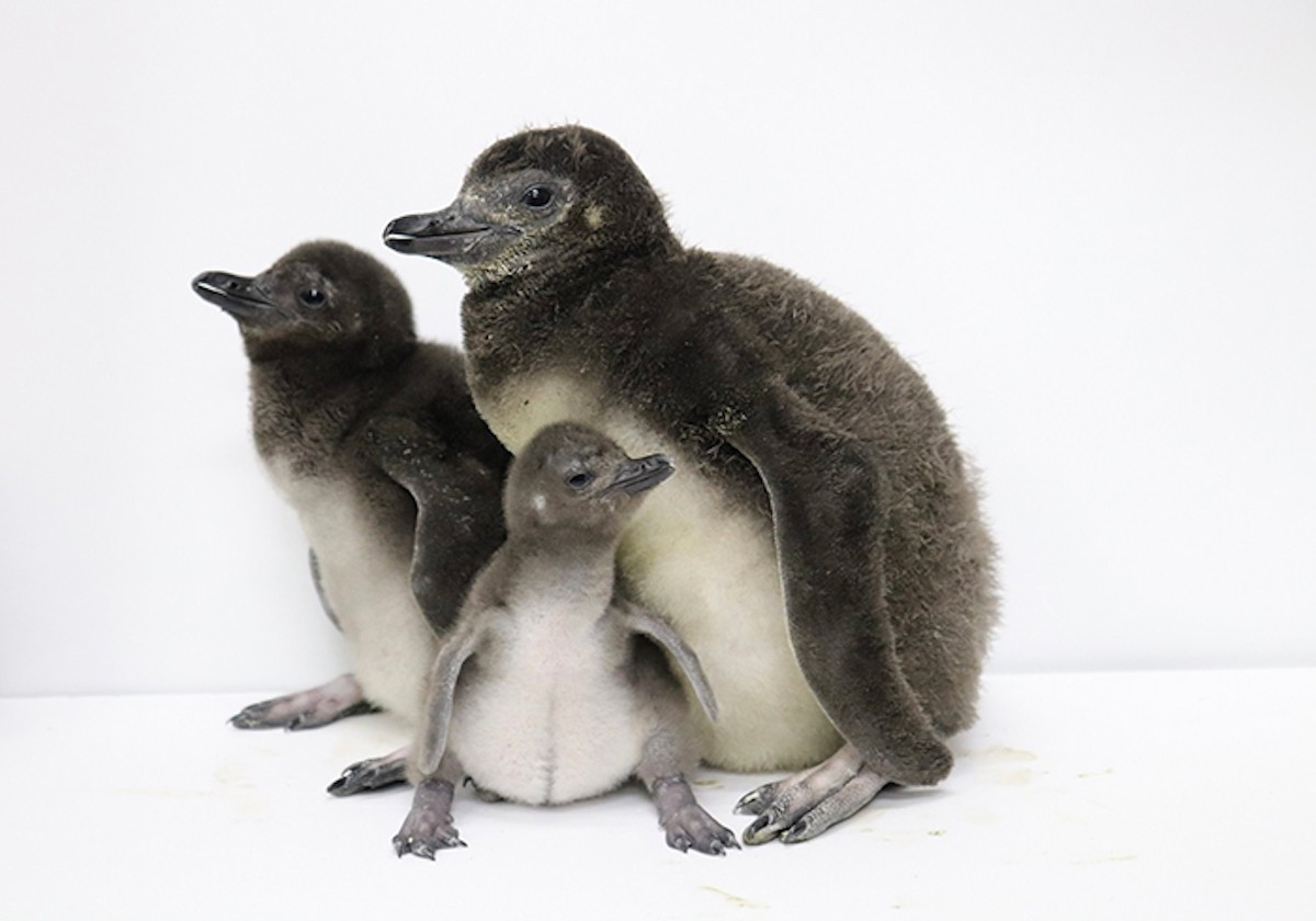すみだ水族館、ペンギンの赤ちゃん、さらに2羽が仲間入り