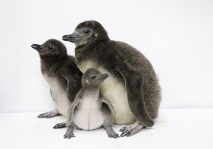 東京・すみだ水族館で“ペンギンの赤ちゃん”3羽誕生！　6月下旬以降プールデビューへ