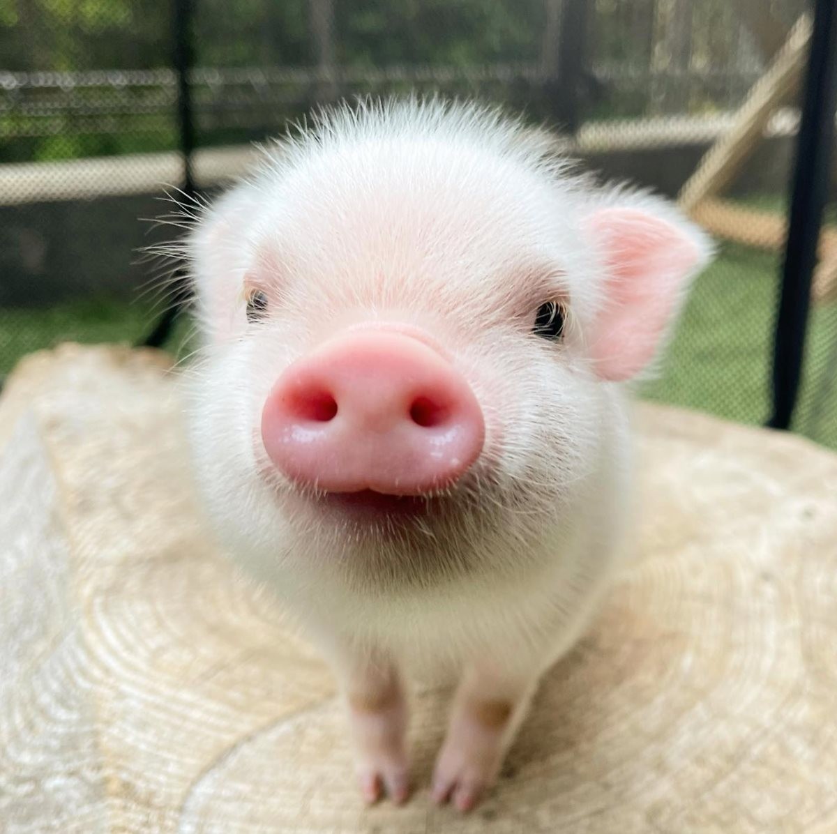 マイクロブタカフェ「pignic cafe 代々木公園店」オープン！