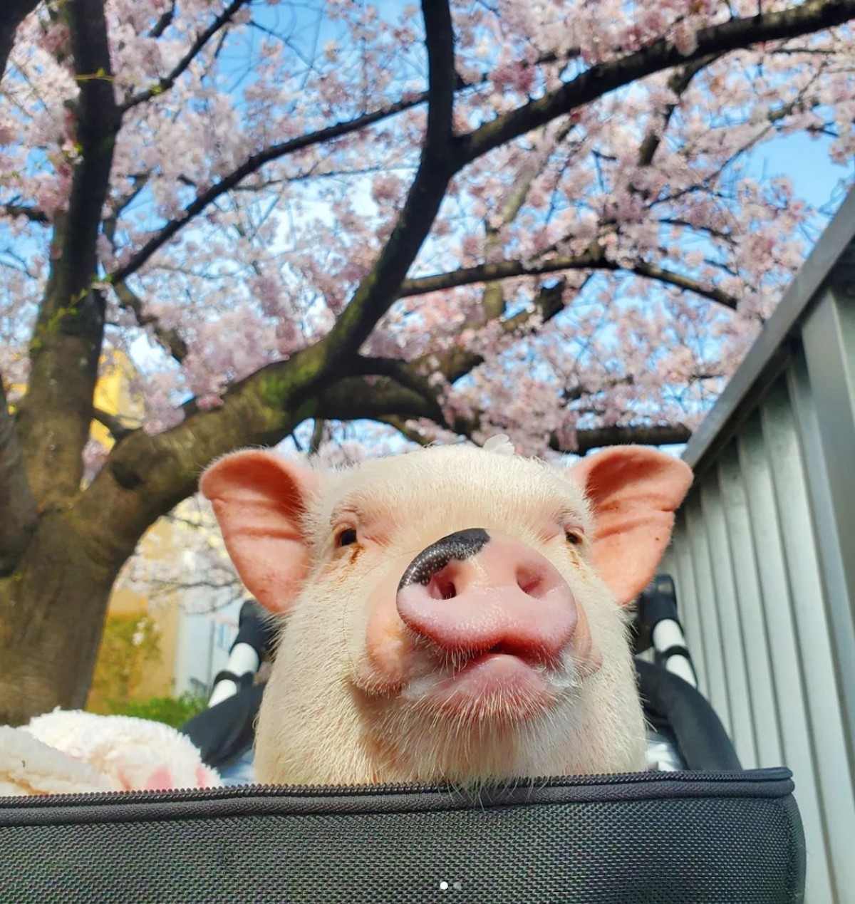 マイクロブタカフェ「pignic cafe 代々木公園店」オープン！