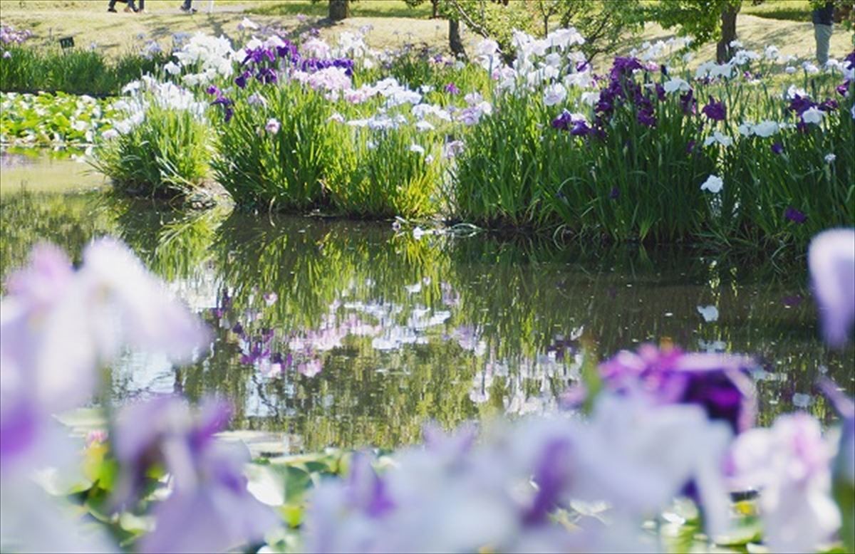 20220609_「花菖蒲・睡蓮まつり」