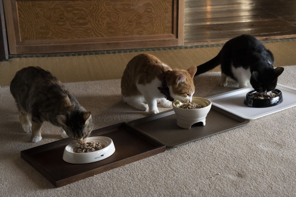ねこ愛ダダもれオフショット写真も初公開！　『劇場版 ねこ物件』ショート予告＆場面写真到着
