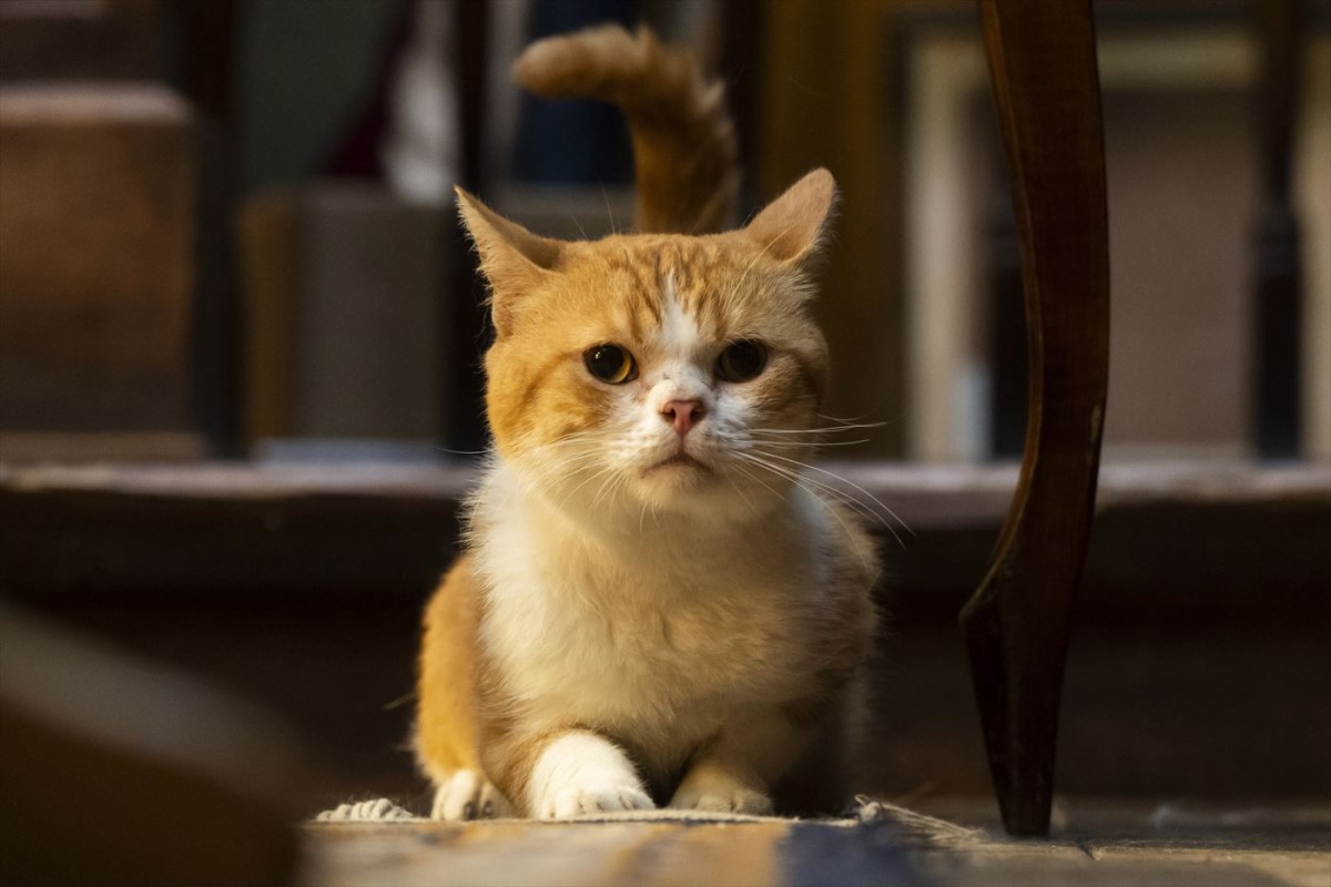 実写映画『耳をすませば』、8月8日「世界猫の日」記念・猫のムーンの場面写真解禁