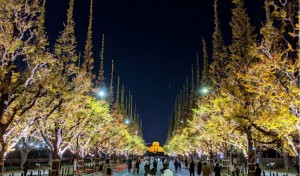 東京・神宮外苑で“イチョウ並木”のライトアップを実施！　11．26より期間限定で