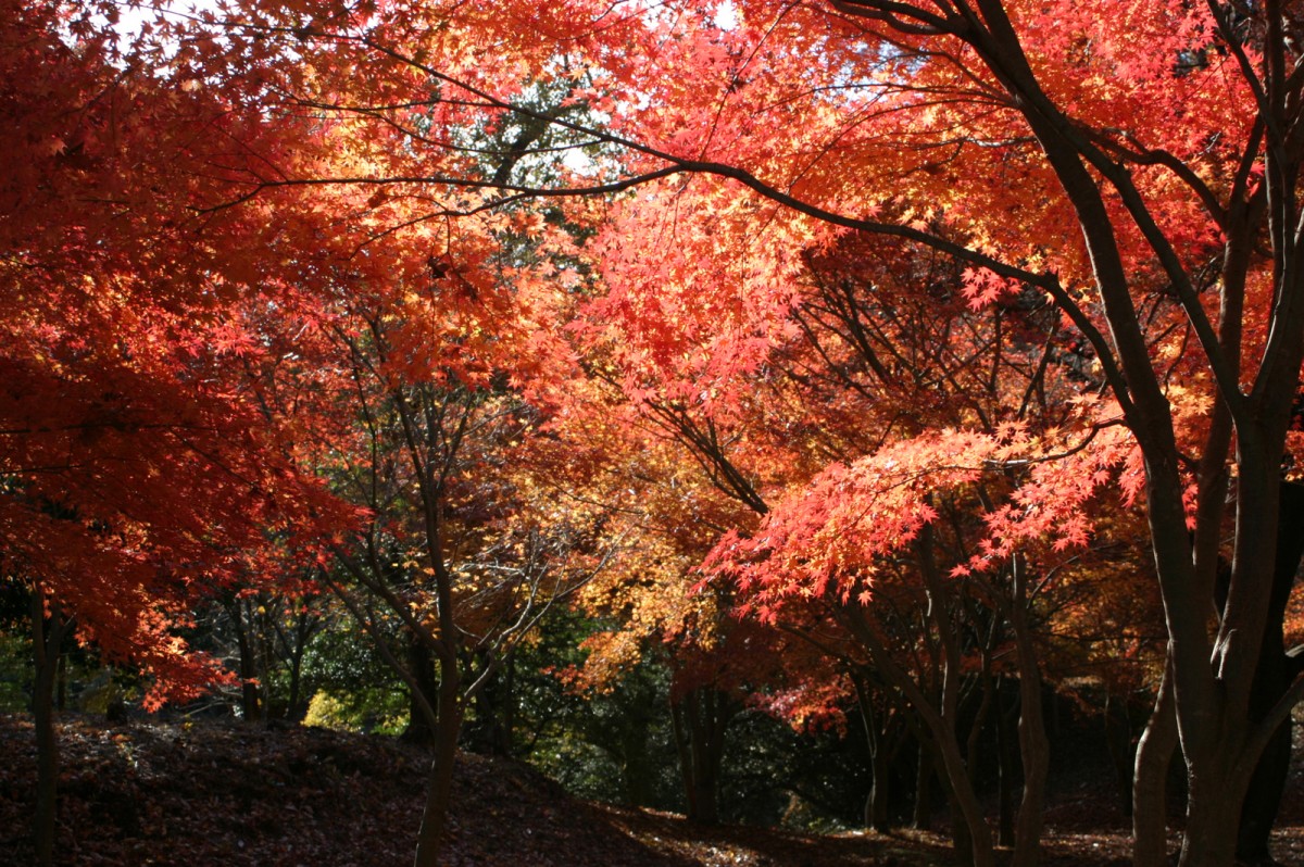 一碧湖＆丸山公園の紅葉2022