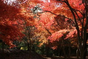 一碧湖＆丸山公園の紅葉2022