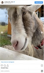 ヤギのごんぞう君　※「与田祐希」インスタグラム