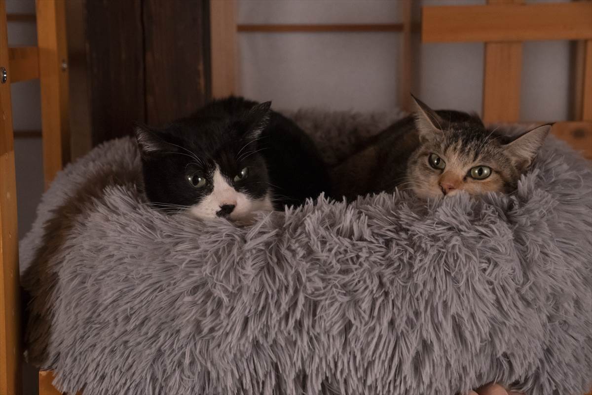 猫の日に猫まみれ！　古川雄輝『ねこ物件』、究極の癒やしの猫画像22点公開　予告も到着