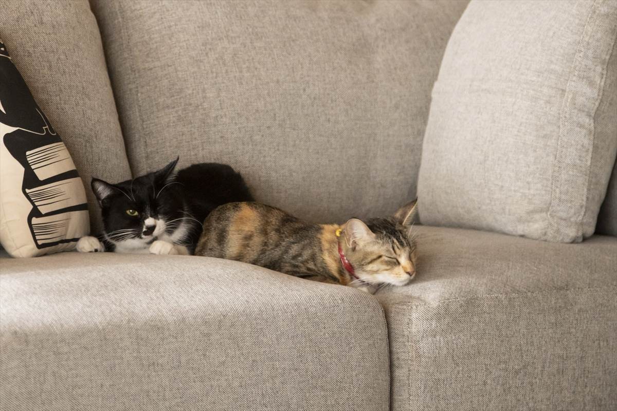 猫の日に猫まみれ！　古川雄輝『ねこ物件』、究極の癒やしの猫画像22点公開　予告も到着