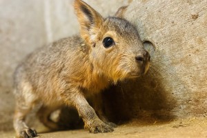 伊豆シャボテン動物公園でベビーラッシュ！　動物の赤ちゃんが続々と誕生