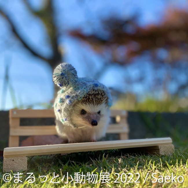 名古屋で まるっと小動物展 22 開催 まるっと かわいい小動物作品が大集結 22年4月16日 写真 イベント クランクイン トレンド 名古屋で まるっと小動物展 22 開催 まるっと かわいい小動物作品が大集結 22年4月16日 写真 イベント クランクイン トレンド