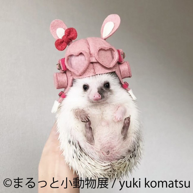 名古屋で まるっと小動物展 22 開催 まるっと かわいい小動物作品が大集結 22年4月16日 写真 イベント クランクイン トレンド