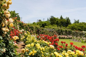 『じゃらん』一度は行ってみたい花絶景ランキング