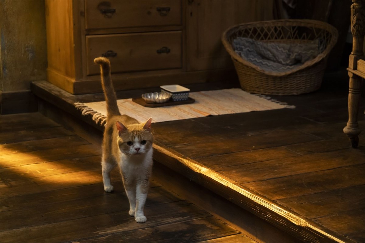 実写映画『耳をすませば』、8月8日「世界猫の日」記念・猫のムーンの場面写真解禁