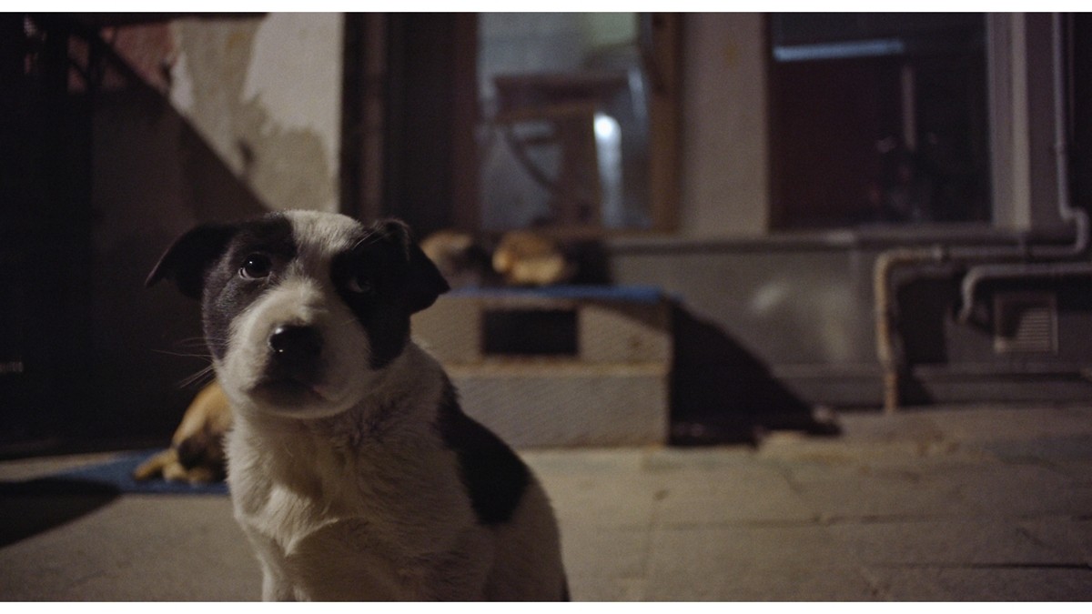 全編野良犬目線『ストレイ 犬が見た世界』、二階堂ふみナレーションの予告編解禁