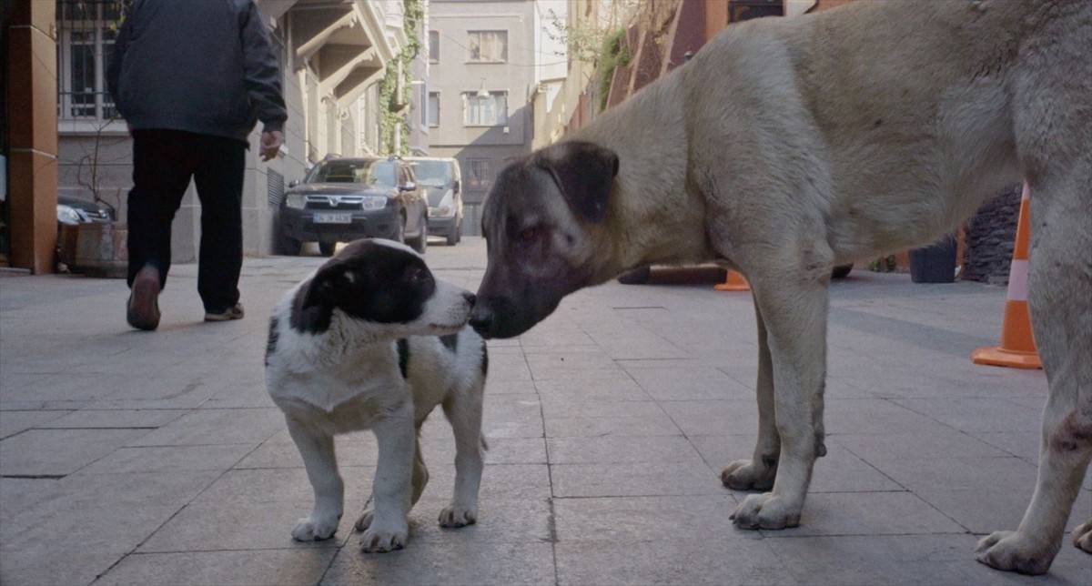 全編“犬の目線”でいつもの街の風景さえも新鮮に　『ストレイ 犬が見た世界』本編冒頭映像