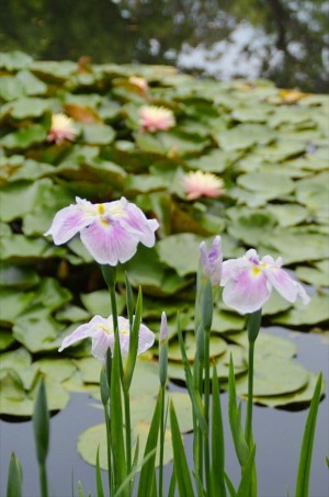 20220609_「花菖蒲・睡蓮まつり」