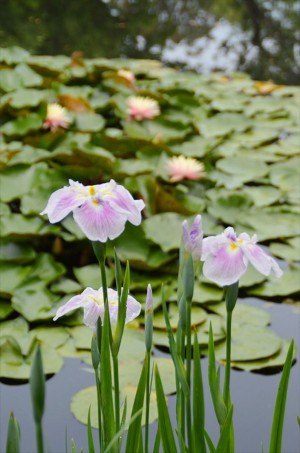 20220609_「花菖蒲・睡蓮まつり」