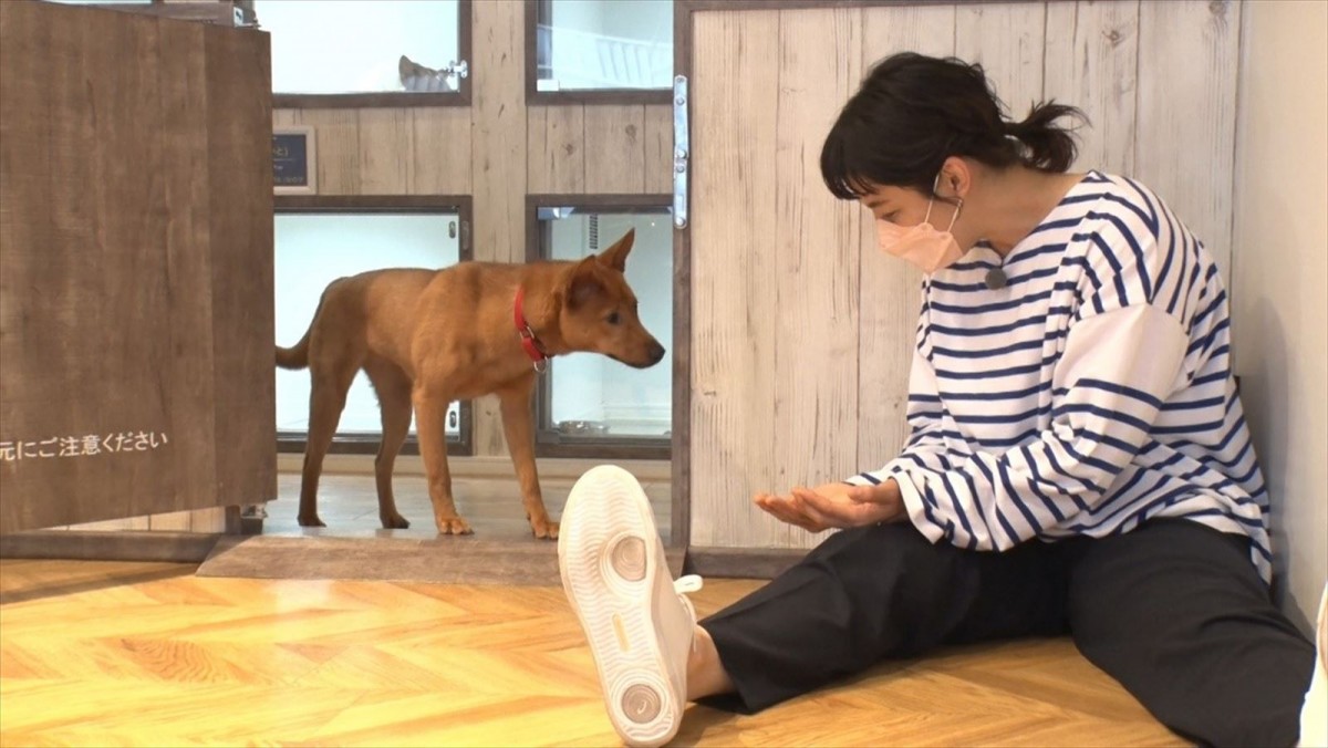 浜口京子、飼育経験ゼロで人に怯える保護犬のお世話に挑戦　独特の触れ合い方で奇跡が