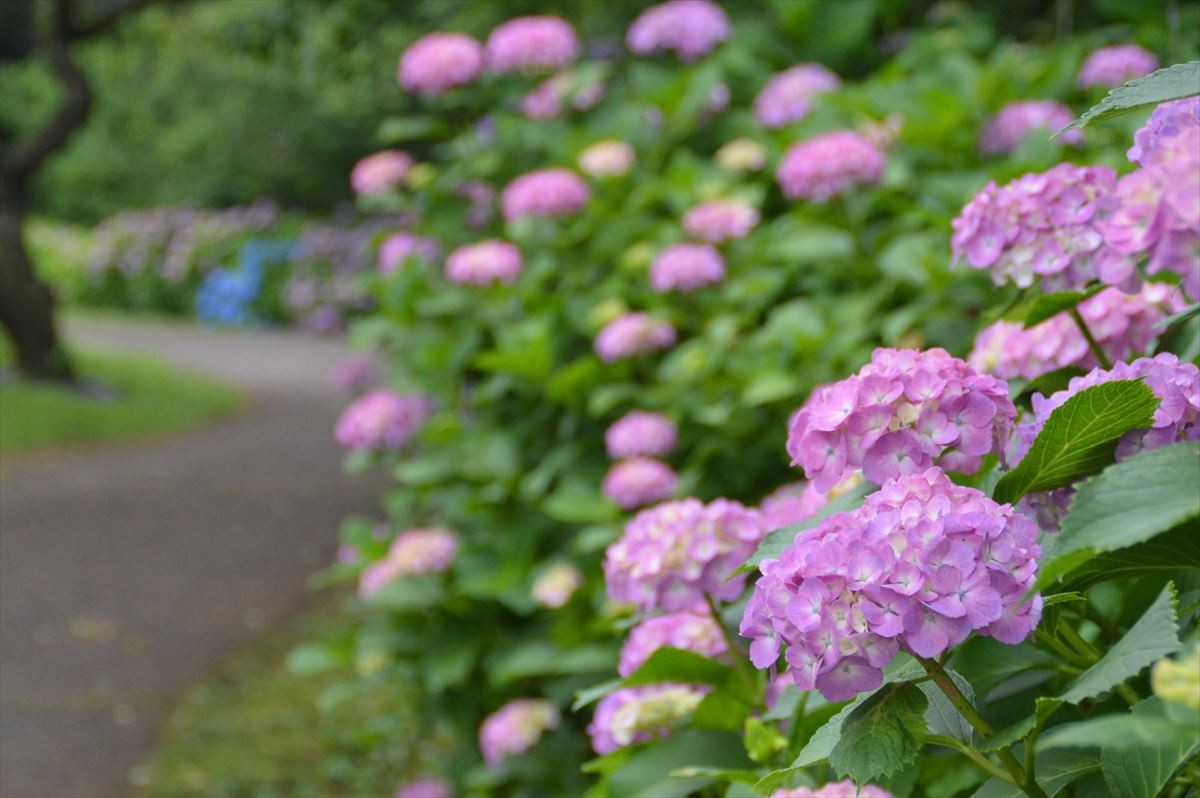 20220609_「花菖蒲・睡蓮まつり」