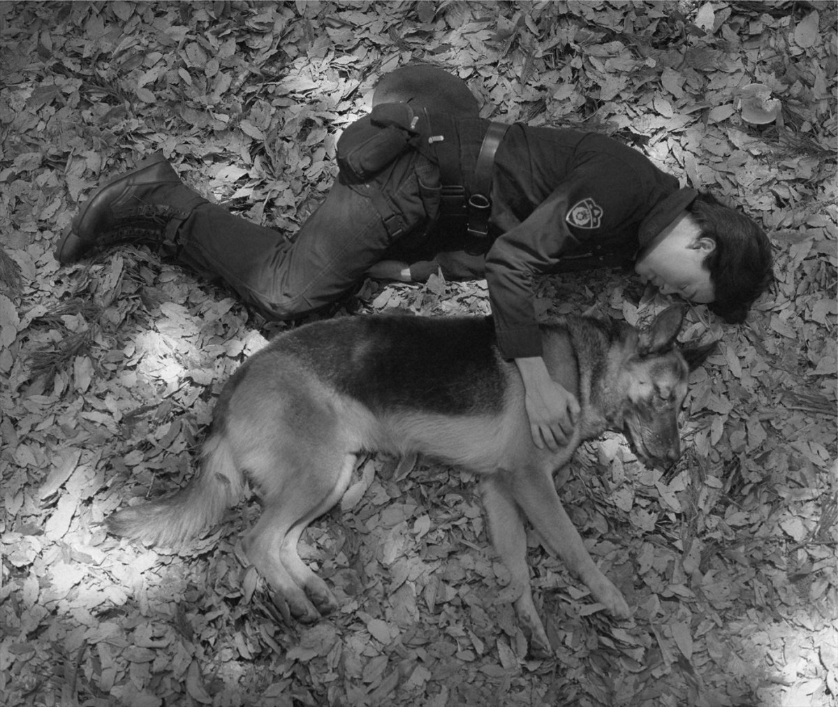 オダギリジョー脚本・演出＆警察犬役の『オリバーな犬』続編、9月放送へ　未公開映像を含む前作の特別版も