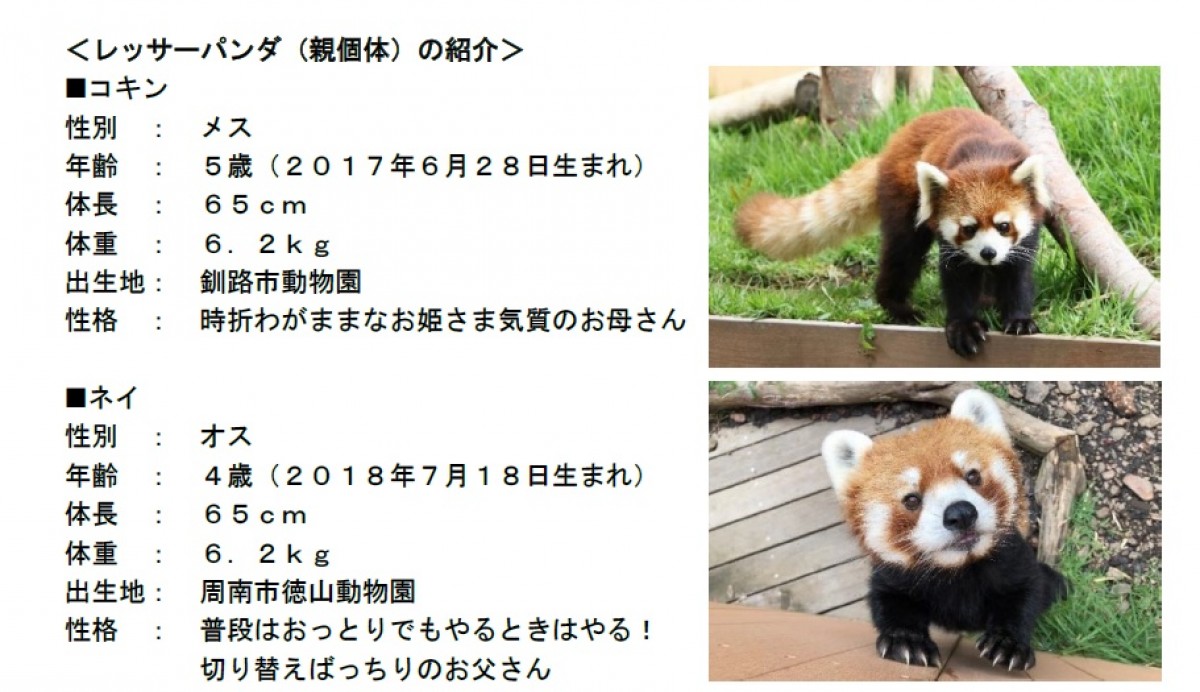 221103_レッサーパンダのこどもたち