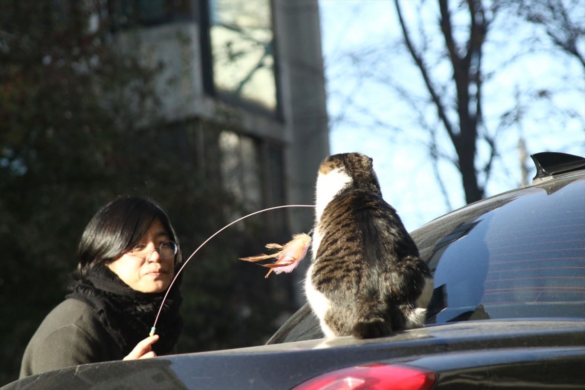 可愛い猫いっぱい　『猫たちのアパートメント』、メイキング＆監督コメント到着「一匹でも多くの猫を救おう」