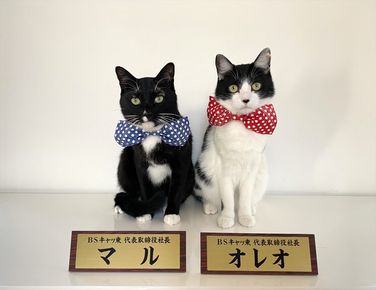 藤あや子の愛猫・マルくん＆オレオちゃん、今年も「BSキャッ東」社長を続投