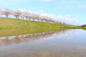 20230312「じゃらん まるで絵画のような桜絶景ランキング」