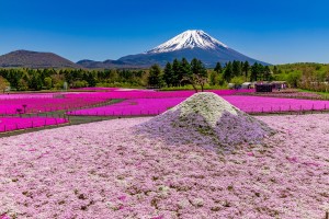 202303012023富士芝桜まつり