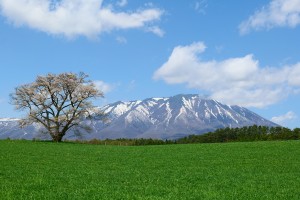 20230312「じゃらん まるで絵画のような桜絶景ランキング」