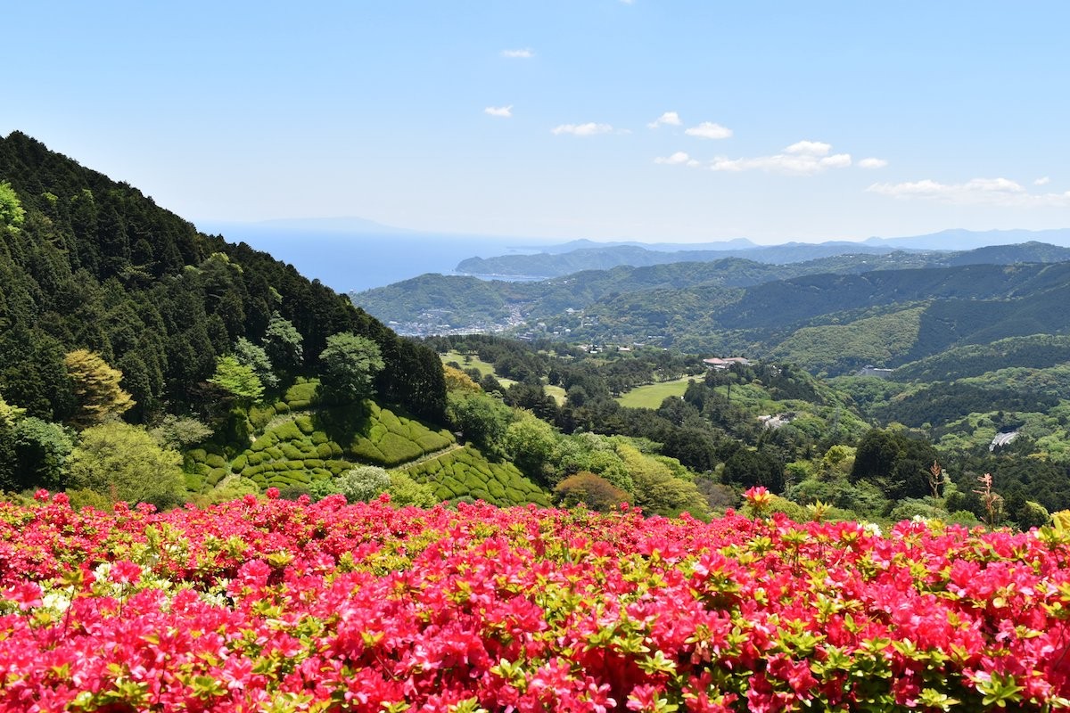熱海・姫の沢公園“約6万株のツツジ”が見頃に！　軽食屋台もそろう「花まつり」開催