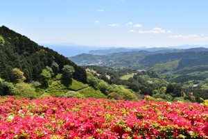 熱海・姫の沢公園“約6万株のツツジ”が見頃に！　軽食屋台もそろう「花まつり」開催